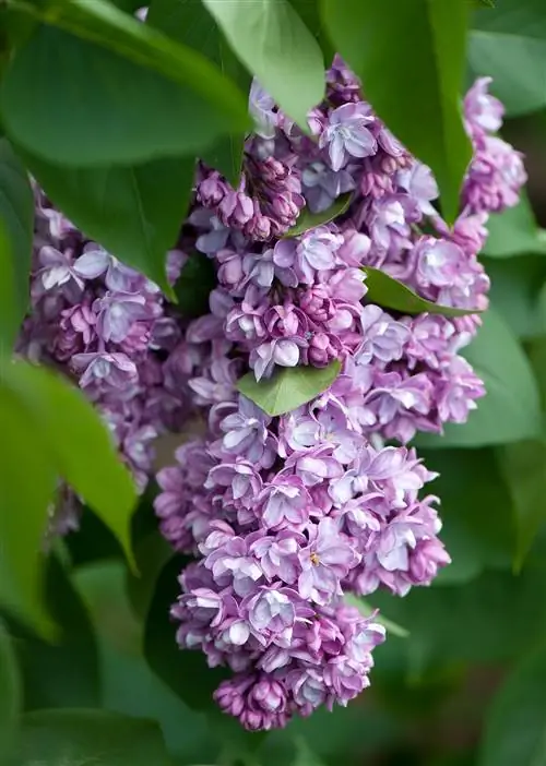 фиолетовые сиреневые цветы в цвету