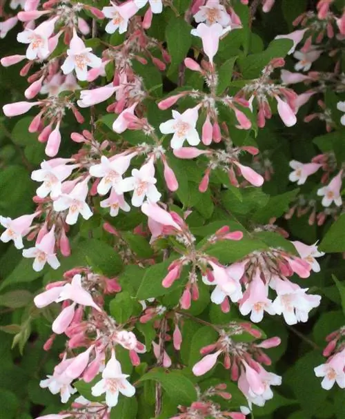 Kolkwitzia amabilis beautybush