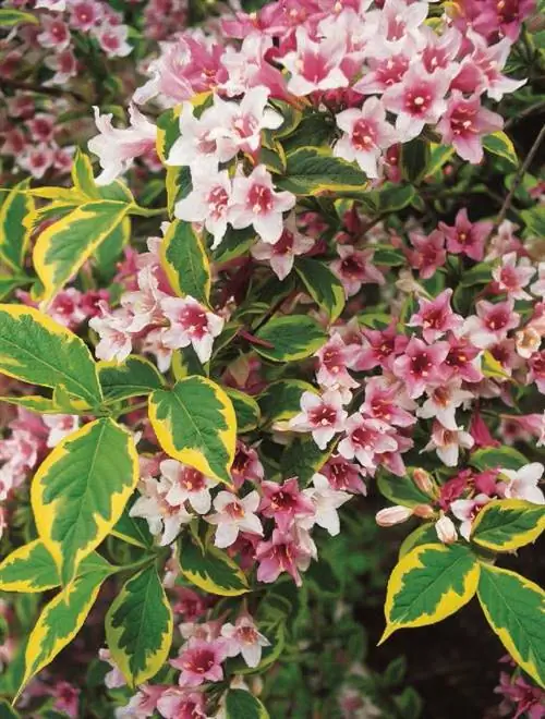 Cu Пинк Вар Вейгела