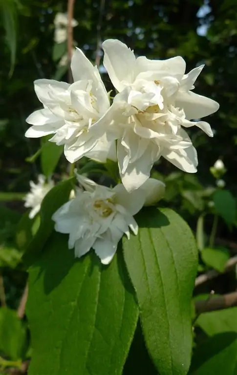 крупный план ложного апельсинового цветка