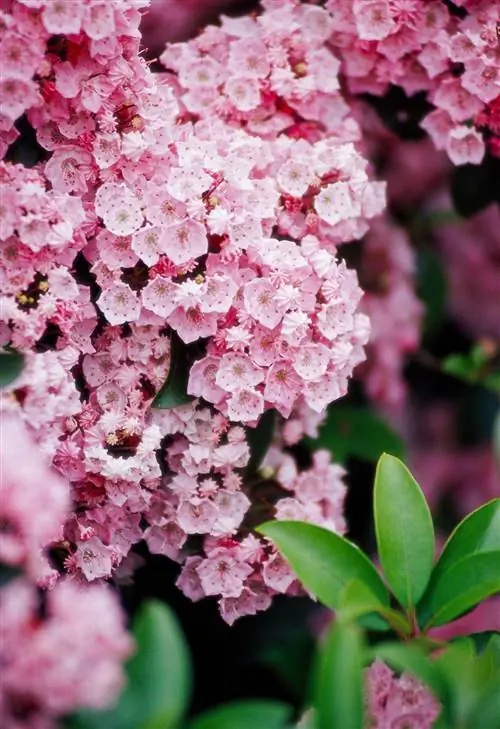 Kalmia 'Tinkerbell' розовый горный лавр