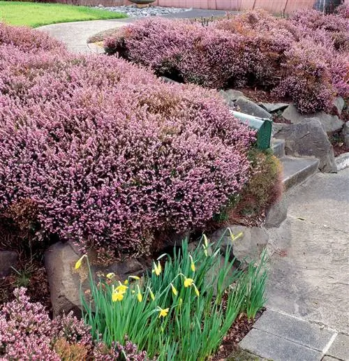 кусты розового вереска