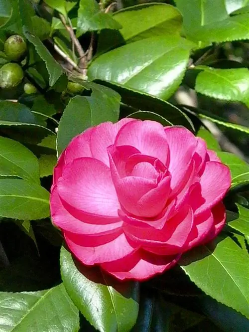 Camellia japonica 'Elegans' с розовыми цветками