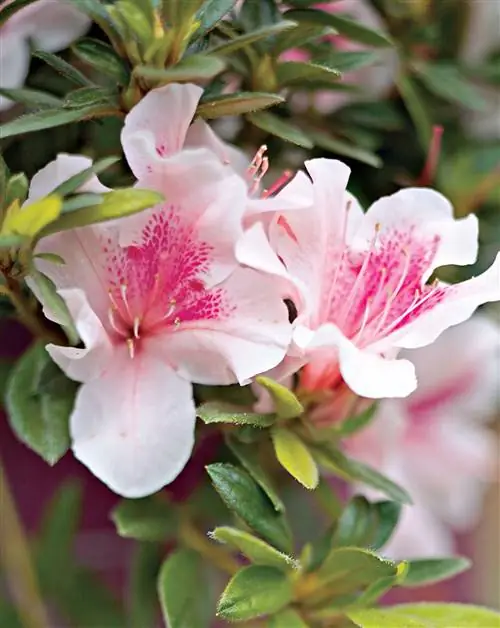 18 весеннецветущих кустарников, которые можно добавить в свой двор для раннего цвета