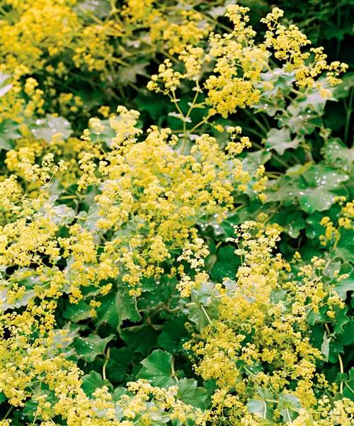 Мантия леди