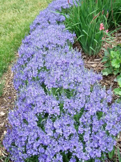 'голубое кратерное озеро' вероника