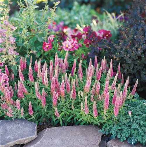 Вероника Джайлз Ван Хис