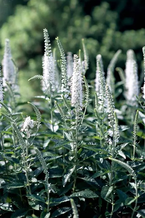 белая 'сосулька' вероника