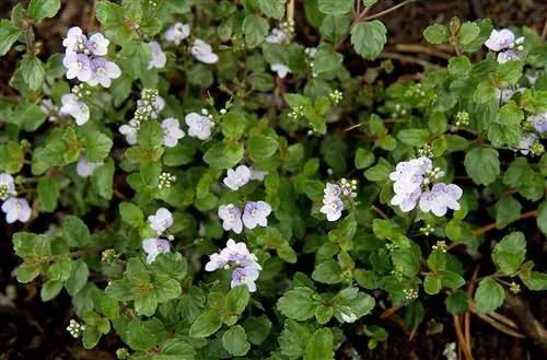 'ватерперри блю' вероника