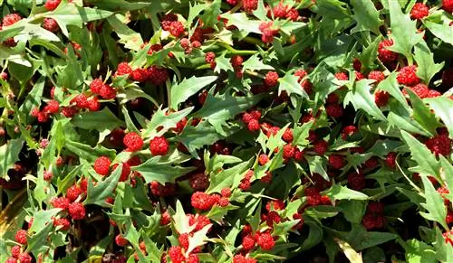 крупный план клубничного шпината