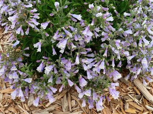 Penstemon hirsutus Pygmaeus