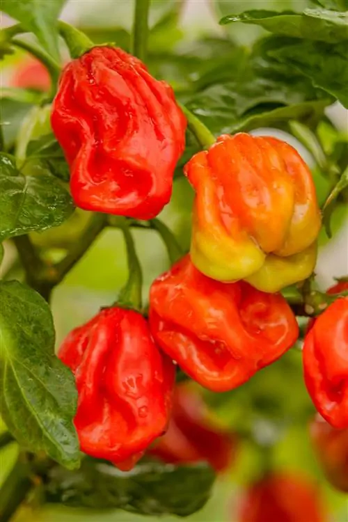Выращивание острого перца Scotch Bonnet