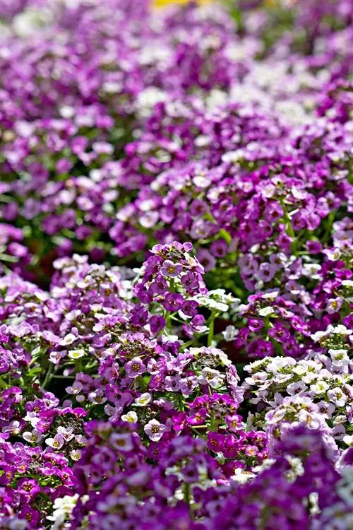 Алиссум душистый 'Clear Crystal Lavender'