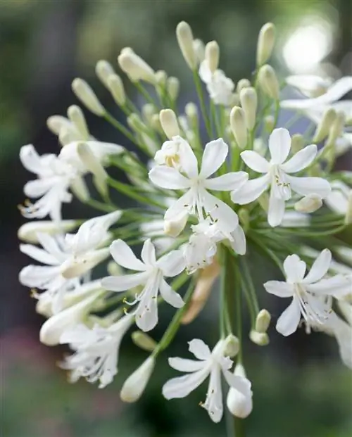 Агапантус «Снежная буря»