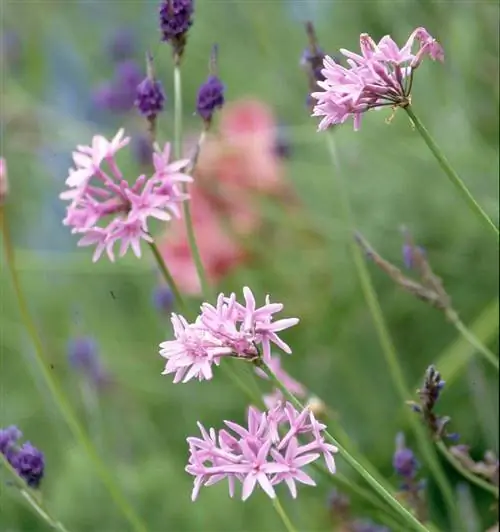 Общество Чеснок Tulbaghia violacea