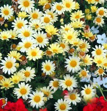Argyranthemum frutescens