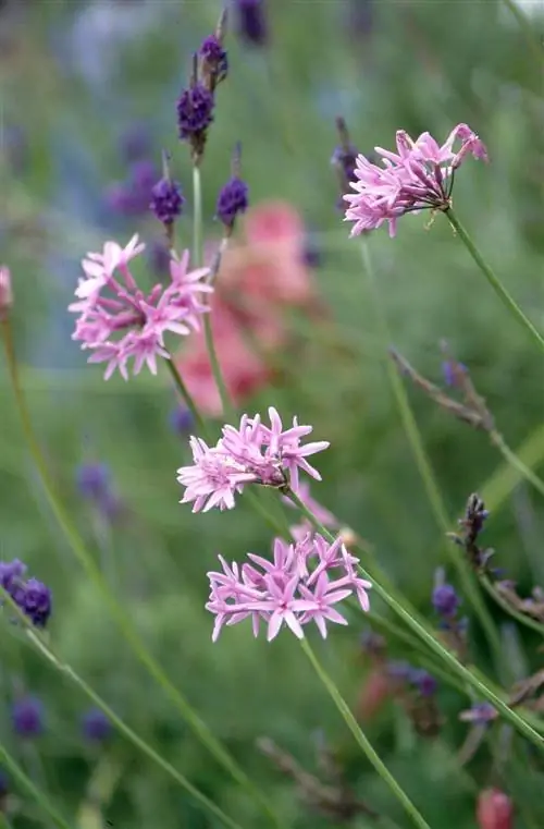 Общество Чеснок Tulbaghia violacea