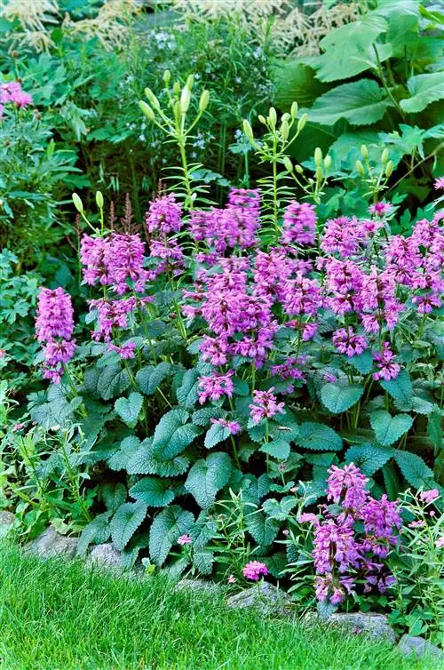 Буковица пурпурная Stachys officinalis betony