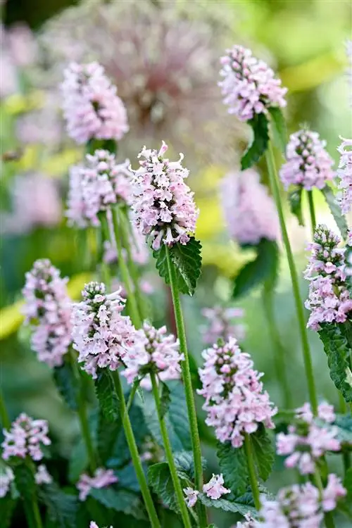 Буковица лекарственная Stachys officinalis 'Rosea'