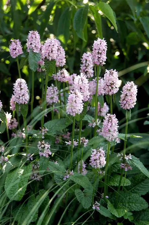 Буковица крупная Stachys macrantha
