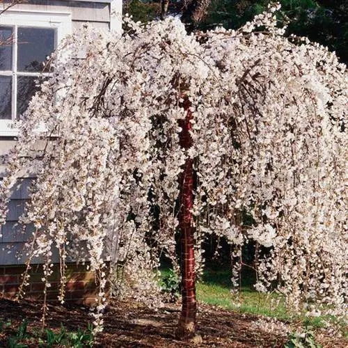 Prunus 'Снежные фонтаны'
