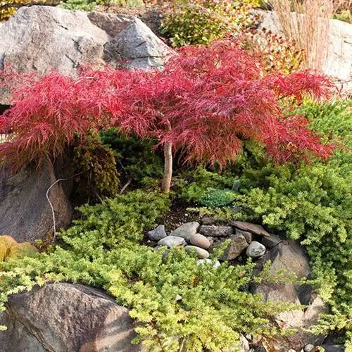 Acer palmatum 'Красный дракон'