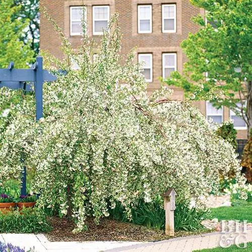 Яблоня Malus 'Louisa'