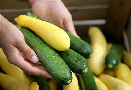 кабачки и желтый кабачок кабачки и желтый кабачок