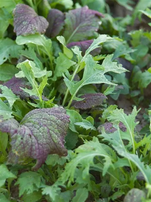 Mesclun смесь зеленых и фиолетовых листьев растения Mesclun смесь зеленых и фиолетовых листьев растения