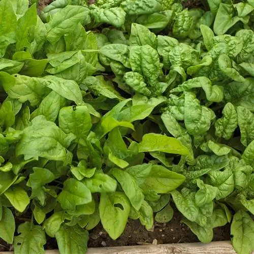 Шпинат Spinacia oleracea Шпинат Spinacia oleracea