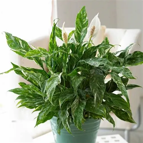 Лилия мира Spathiphyllum wallisii 'Domino' Лилия мира Spathiphyllum wallisii 'Domino'