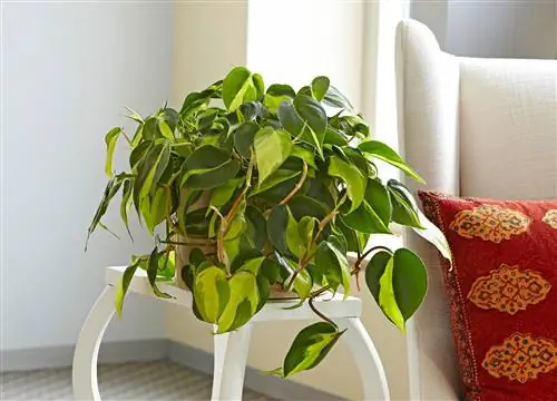 Heartleaf Philodendron на белом столе в гостиной Heartleaf Philodendron на белом столе в гостиной