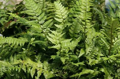 корейский скальный папоротник polystichum tsus-simense корейский скальный папоротник polystichum tsus-simense