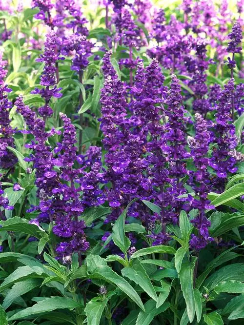 Salvia farinacea Victoria Blue насыщенно-фиолетовые цветки