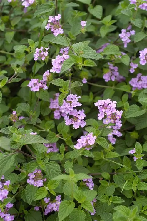 Цветы лаванды Lantana montevidensis