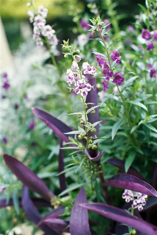 angelmist пурпурная полоса angelonia angelmist пурпурная полоса angelonia