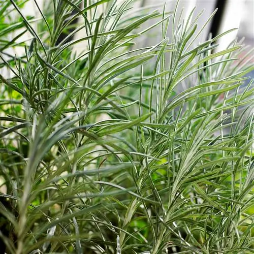 сосульки солодка лоза