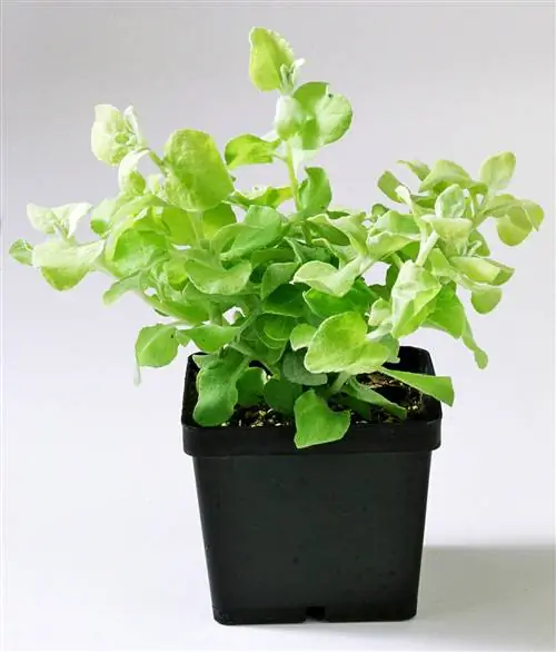 лимонная лакрица лакричная лоза