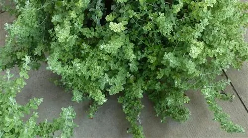 маленькая лакрица лакричная лоза