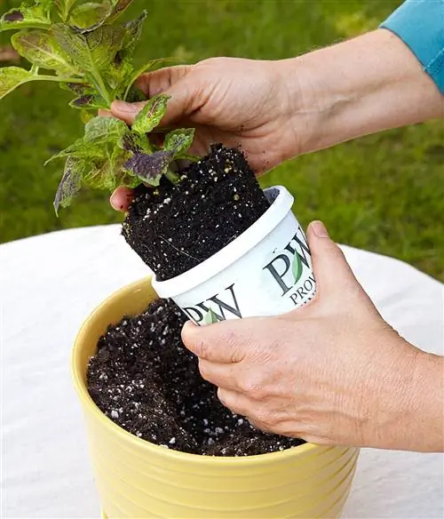 посадить колеус в горшок с почвой