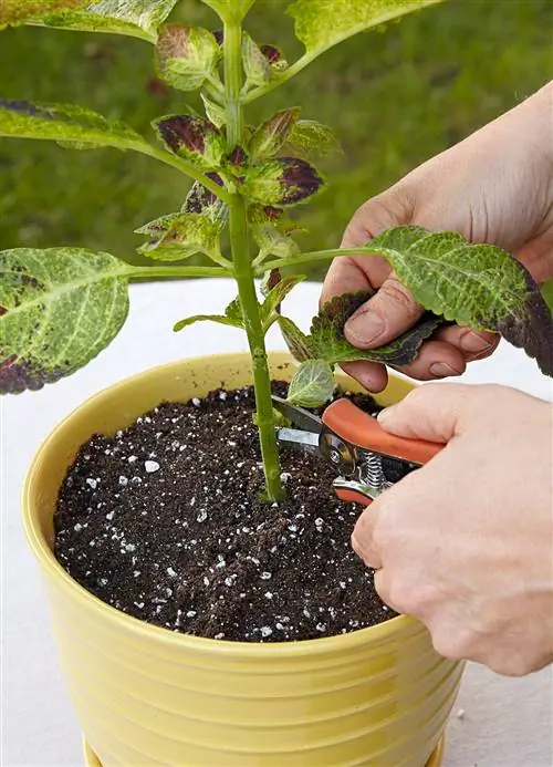 срезать листья со стебля ножницами