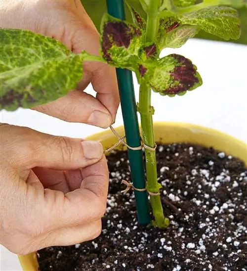 поддерживающий стебель колеуса с помощью стяжек