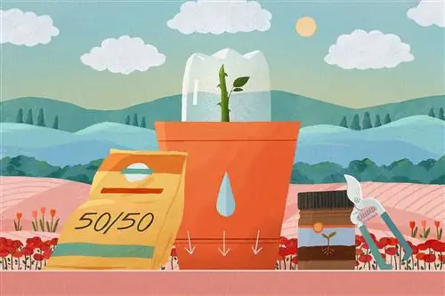 материал для выращивания роз из черенков