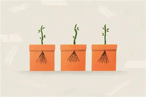 новые корни и рост листьев для черенков розы