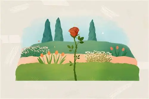 Шаг 10, как вырастить розу из черенков пересаженной розы в саду