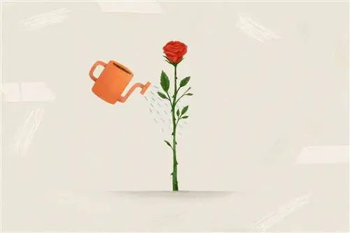 как выращивать розы водяные розы