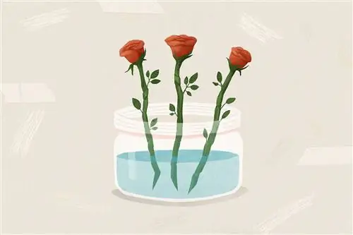 как вырастить розы из черенков поместить стебли роз в воду