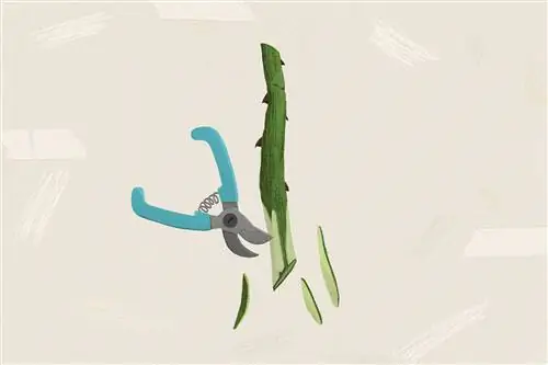 как вырастить розы из черенков вертикальная надрезка стеблей