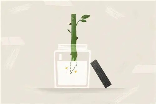 как вырастить розы из черенков