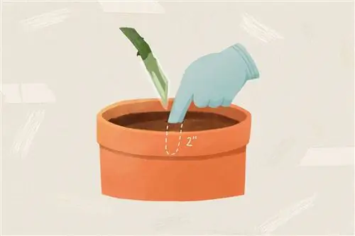 человек тычет пальцем в почву стеблем, погруженным в среду для укоренения